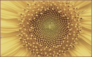fibonacci.jpg
