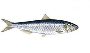 sardine.jpg